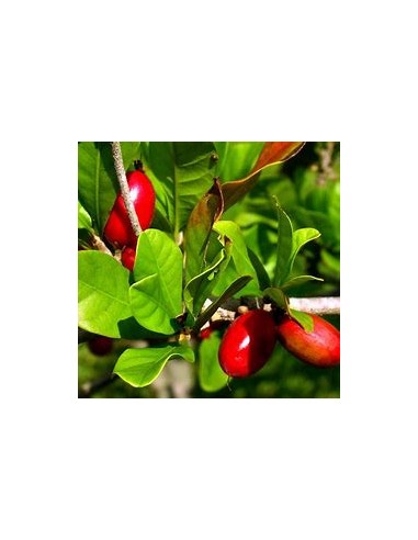Tree of (Miracle Fruit) Synsepalum dulcificum-1...