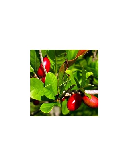 Tree of (Miracle Fruit) Synsepalum dulcificum-1 Sapling for Sale in Mexico - Nursery online