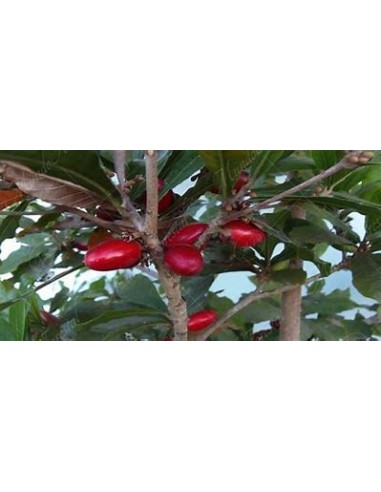 Arbol de (Fruta milagrosa) Synsepalum...