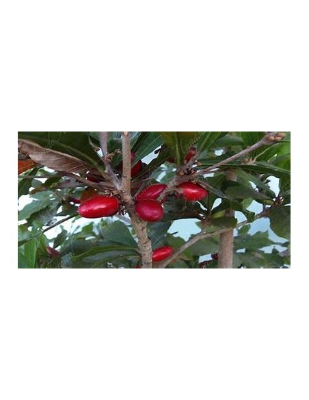 Tree of (Miracle Fruit) Synsepalum dulcificum-1 Sapling for Sale in Mexico - Nursery online