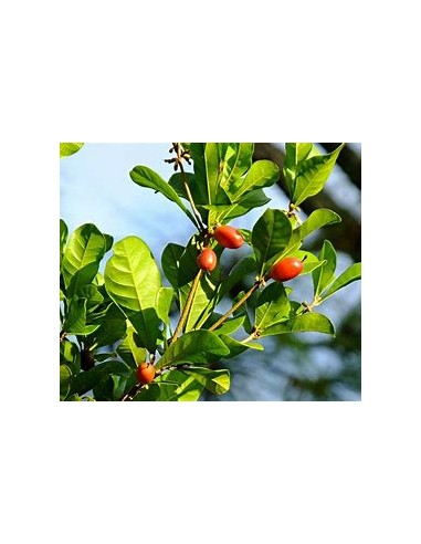 Arbol de (Fruta milagrosa) Synsepalum...