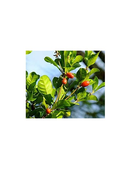 Tree of (Miracle Fruit) Synsepalum dulcificum-1 Sapling for Sale in Mexico - Nursery online