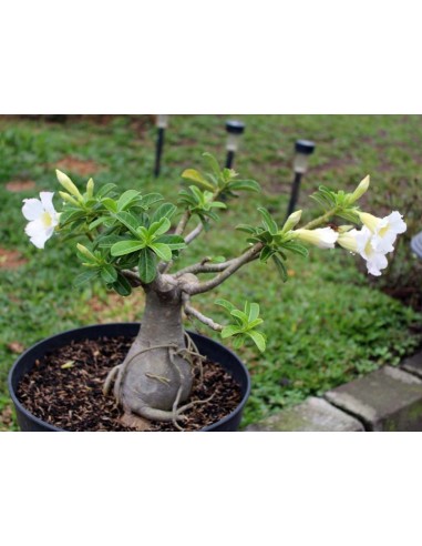 1 Rosa del desierto ''Flor blanca'' (Adenium obesum) Increibles plantas de rosa del desierto
