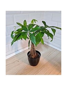 Apompo Bonsai trenzado...
