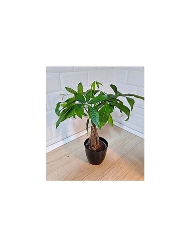 Apompo Bonsai trenzado lucky tree (Pachira aquatica) -1 Planta en Venta en Mexico - Vivero por internet