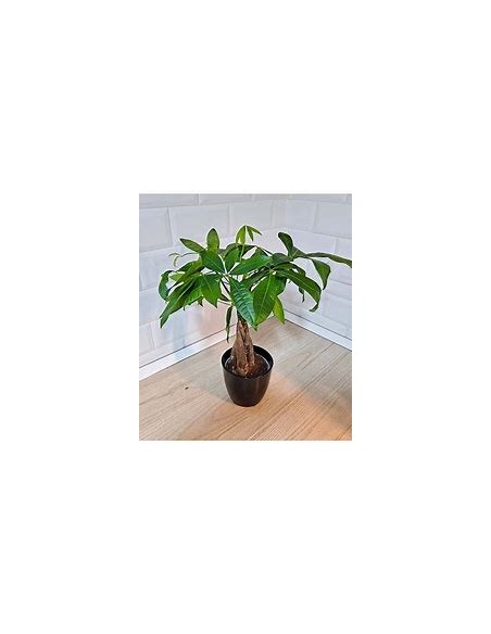 Apompo (Pachira aquatica) -1 Plant for Sale in Mexico - Nursery Online
