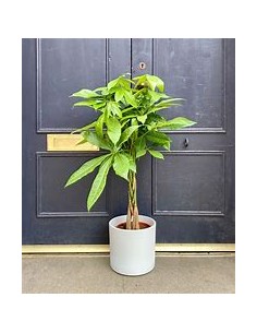 Apompo (Pachira aquatica)... 2