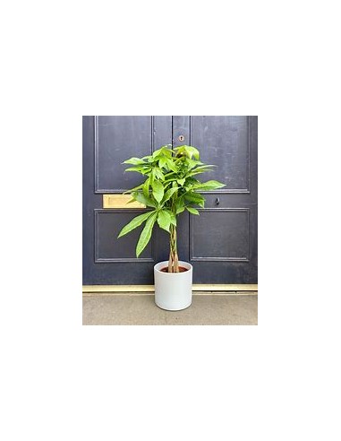 Apompo (Pachira aquatica) -1 Plant for Sale in...