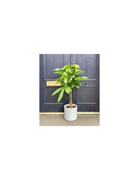 Apompo Bonsai trenzado lucky tree (Pachira aquatica) -1 Planta en Venta en Mexico - Vivero por internet