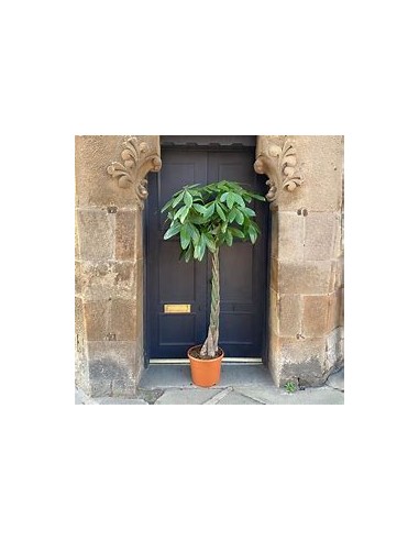 Apompo (Pachira aquatica) -1 Plant for Sale in...