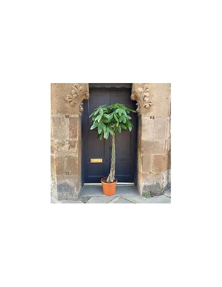 Apompo (Pachira aquatica) -1 Plant for Sale in Mexico - Nursery Online