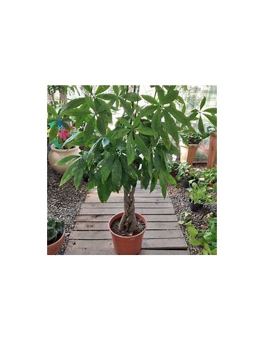 Apompo (Pachira aquatica) -1 Plant for Sale in...
