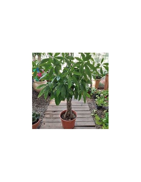 Apompo Bonsai trenzado lucky tree (Pachira aquatica) -1 Planta en Venta en Mexico - Vivero por internet