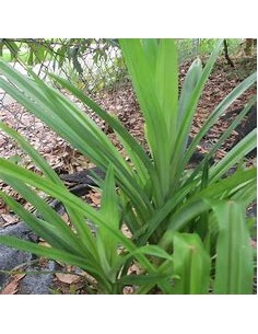 (Pandan) - pandanus...