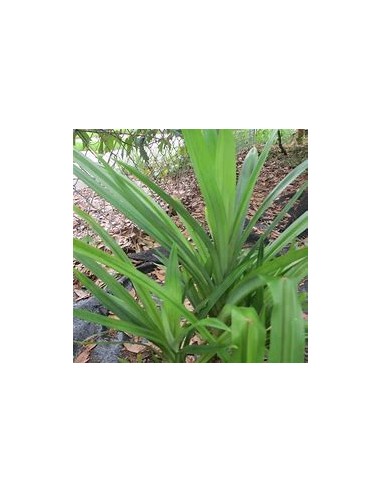 (Pandan) - pandanus amaryllifolius-1 Plant for Sale in Mexico - Nursury Online