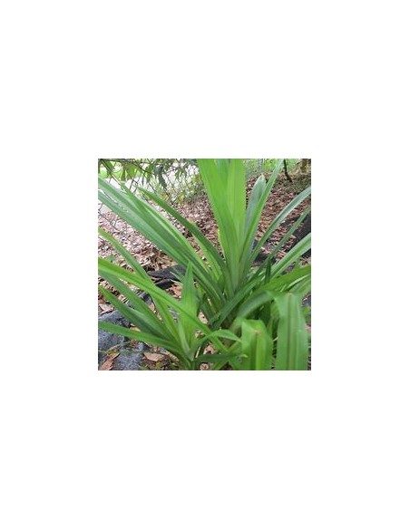 (Pandan) - pandanus amaryllifolius-1 Plant for Sale in Mexico - Nursury Online