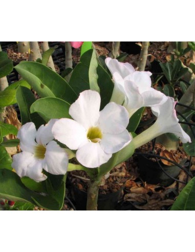 1 Adenium obesum ''White flower'' plant - Deser rose