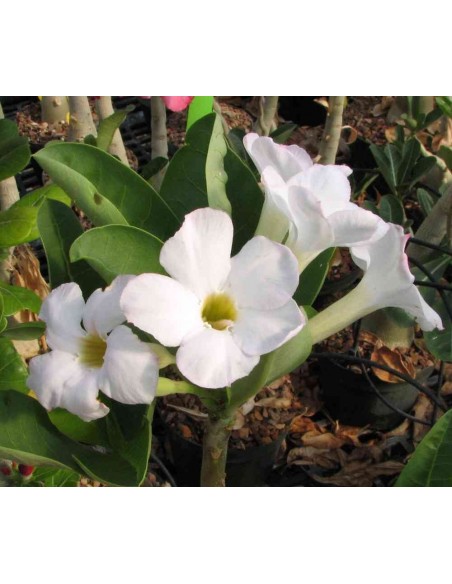 1 Rosa del desierto ''Flor blanca'' (Adenium obesum) Increibles plantas de rosa del desierto