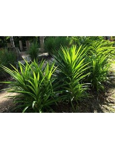 (Pandan) - pandanus... 2