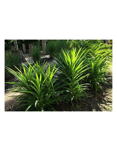 (Pandan) - pandanus amaryllifolius-1 Plant for...