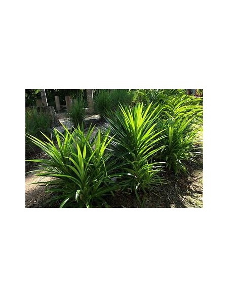 (Pandan) - pandanus amaryllifolius-1 Plant for Sale in Mexico - Nursury Online