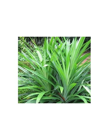 (Pandan) - pandanus amaryllifolius-1 Planta en...