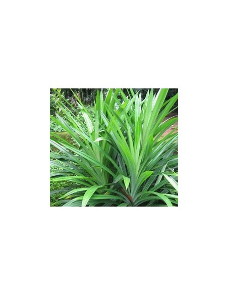 (Pandan) - pandanus amaryllifolius-1 Plant for Sale in Mexico - Nursury Online