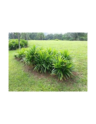 (Pandan) - pandanus amaryllifolius-1 Planta en...