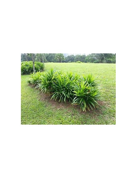 (Pandan) - pandanus amaryllifolius-1 Plant for Sale in Mexico - Nursury Online