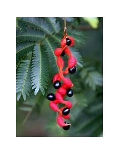 Coralillo - Arbol de...