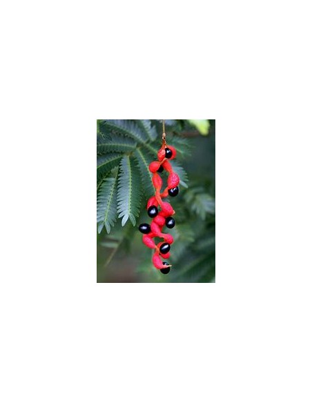 Coralillo - Arbol de frijolillo (Cojoba arborea)-1 Arbolito en Venta en Mexico - Vivero por internet