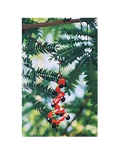 Coralillo - Arbol de... 2