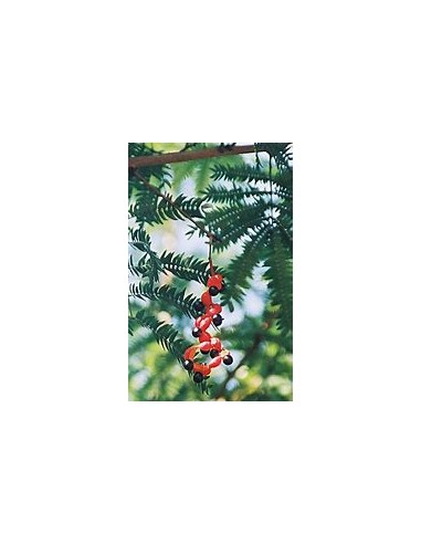 Coralillo - Frijolillo tree (Cojoba arborea)-1...