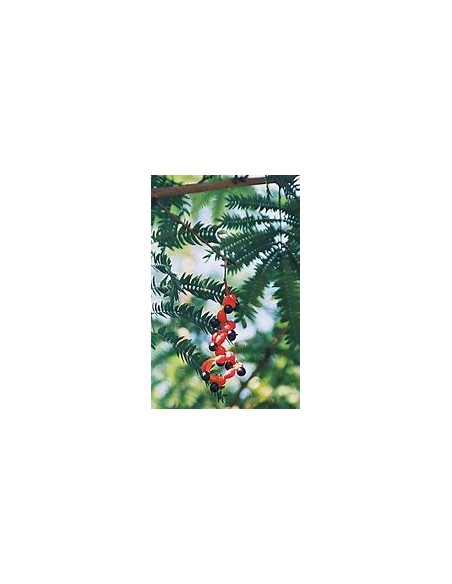 Coralillo - Frijolillo tree (Cojoba arborea)-1 Tree for Sale in Mexico - Online Nursery