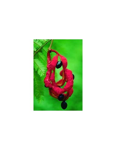 Coralillo - Frijolillo tree (Cojoba arborea)-1...