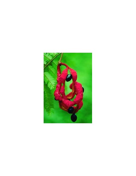 Coralillo - Arbol de frijolillo (Cojoba arborea)-1 Arbolito en Venta en Mexico - Vivero por internet