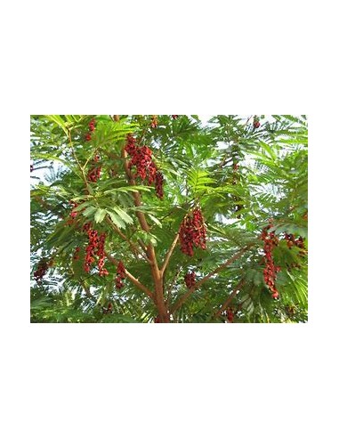 Coralillo - Arbol de frijolillo (Cojoba...