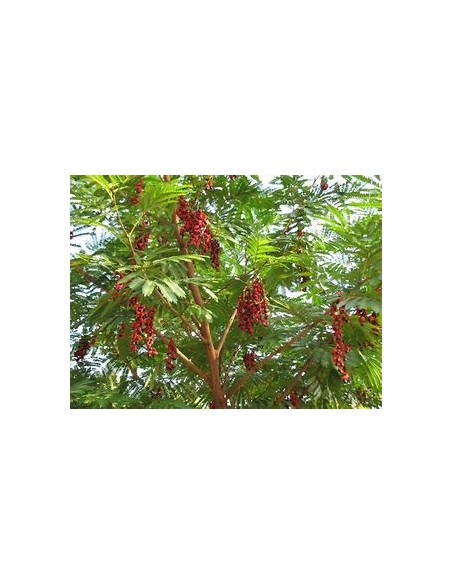Coralillo - Arbol de frijolillo (Cojoba arborea)-1 Arbolito en Venta en Mexico - Vivero por internet