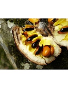 Arbol Huevos de Mono...