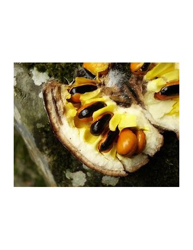 Monkey Egg Tree (Mabolo) Tropical Apple -Diospyros blancoi -1 Sapling for Sale in Mexico - Online Nursery