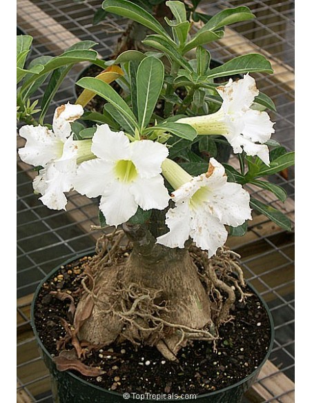 1 Rosa del desierto ''Flor blanca'' (Adenium obesum) Increibles plantas de rosa del desierto 1 Rosa del desierto ''Flor blanca'' (Adenium obesum) Increibles plantas de rosa del desierto