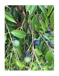 Blue Jaboticaba - Myrciaria...