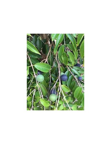 Jaboticaba azul - Myrciaria vexator- 1 Arbolito en Venta en Mexico - Vivero por internet