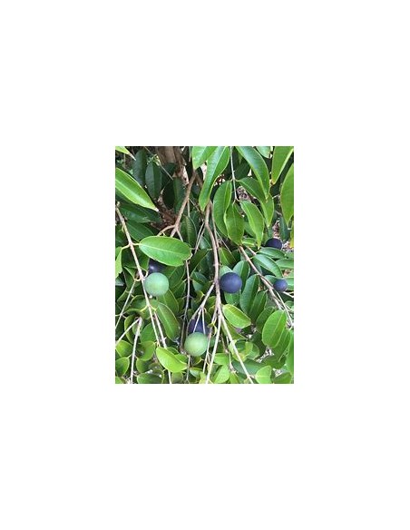 Jaboticaba azul - Myrciaria vexator- 1 Arbolito en Venta en Mexico - Vivero por internet