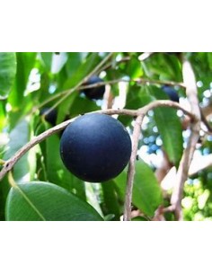 Blue Jaboticaba - Myrciaria... 2