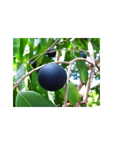 Blue Jaboticaba - Myrciaria vexator- 1 Sapling...