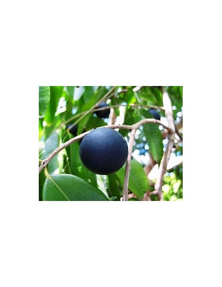 Blue Jaboticaba - Myrciaria vexator- 1 Sapling for Sale in Mexico - Online Nursery