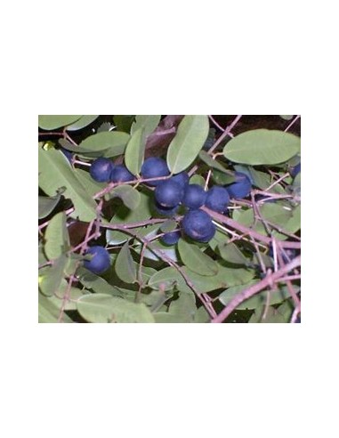 Blue Jaboticaba - Myrciaria vexator- 1 Sapling...