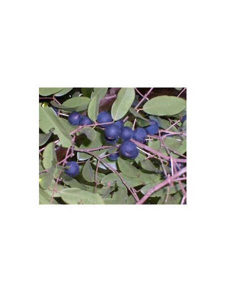 Jaboticaba azul - Myrciaria vexator- 1 Arbolito en Venta en Mexico - Vivero por internet