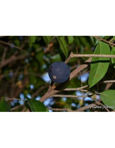 Blue Jaboticaba - Myrciaria vexator- 1 Sapling...